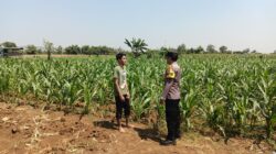 KDukung Program Asta Cita, Bhabinkamtibmas Sambang Ladang Jagung di Desa Binaan.