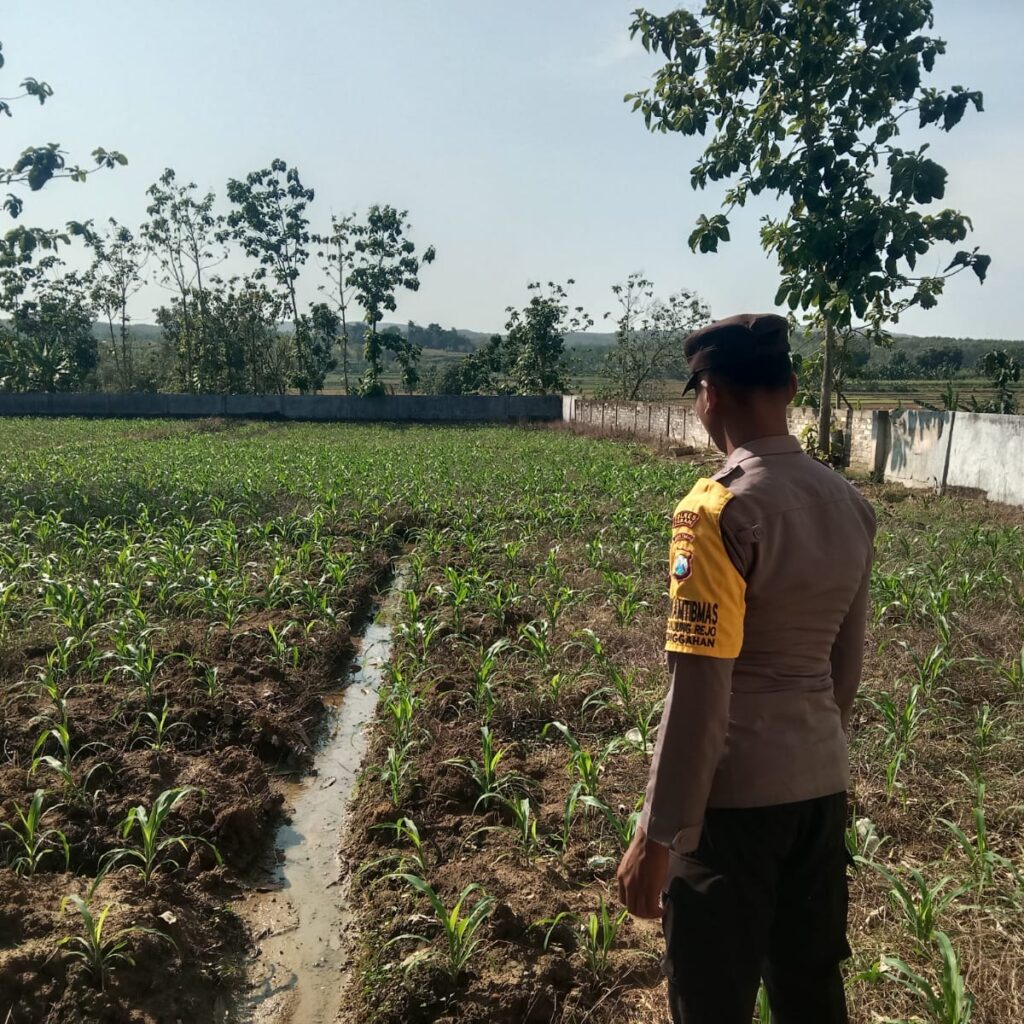 Polsek Singgahan Polres Tuban Turun Cek Tanaman jagung Warga di Desa Tingkis