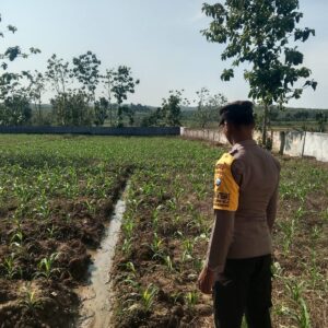 Polsek Singgahan Polres Tuban Turun Cek Tanaman jagung Warga di Desa Tingkis