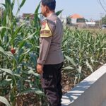 Polri Dukung Astacita, Polsek Rengel Polres Tuban Turun Cek Tanaman Jagung Warga di Desa Punggulrejo