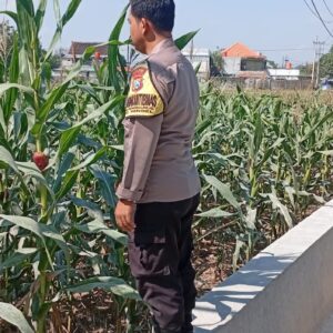 Polri Dukung Astacita, Polsek Rengel Polres Tuban Turun Cek Tanaman Jagung Warga di Desa Punggulrejo