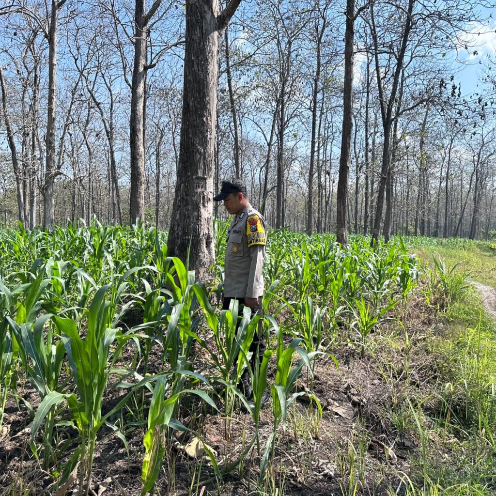 Polri Dukung Astacita, Bhabinkamtibmas Desa Parangbatu Polsek Parengan Polres Tuban sambang Lokasi Tanaman Jagung Di Desa Parangbatu Kec. Parengan