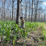 Polri Dukung Astacita, Bhabinkamtibmas Desa Parangbatu Polsek Parengan Polres Tuban sambang Lokasi Tanaman Jagung Di Desa Parangbatu Kec. Parengan