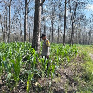Polri Dukung Astacita, Bhabinkamtibmas Desa Parangbatu Polsek Parengan Polres Tuban sambang Lokasi Tanaman Jagung Di Desa Parangbatu Kec. Parengan