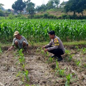 Polri Dukung Astacita, Polsek Grabagan Polres Tuban Turun Cek Tanaman jagung milik Warga di Desa Grabagan