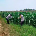 Bhabinkamtibmas Polsek Tuban Monitoring Lahan Jagung di Desa Kembangbilo, Dukung Program Ketahanan Pangan