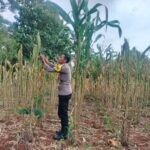 Polri Dukung Astacita, Polsek Palang Polres Tuban jagung milik Warga di Desa Dawung