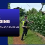 Polri Dukung Astacita, Polsek Semanding Polres Tuban Turun Cek Tanaman jagung milik Warga di Desa Kowang