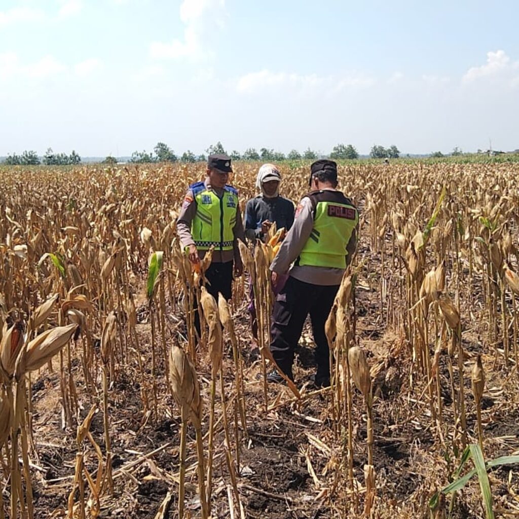 Polri Dukung Astacita, Polsek Rengel Polres Tuban Turun Cek Tanaman Jagung Warga di Desa Maibit