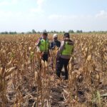 Polri Dukung Astacita, Polsek Rengel Polres Tuban Turun Cek Tanaman Jagung Warga di Desa Maibit