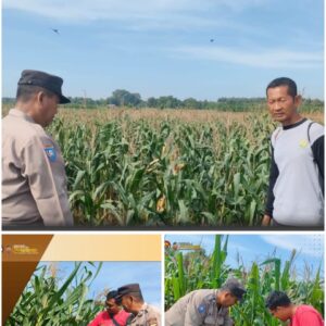 Polsek Soko polres Tuban Polda Jawa Timur Bergerak! Dukung Penuh Swasembada Pangan Presiden Prabowo Melalui Pendampingan Petani