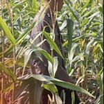 Polsek Widang Polres Tuban Pengecekan Tanaman Jagung Milik Warga