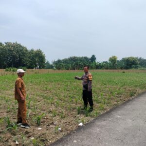 Polri Dukung Astacita, Polsek Palang Polres Tuban jagung milik Warga di Desa Glodog