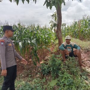 Polsek Montong Polres Tuban Turun Cek Tanaman jagung Warga di Desa Pakel