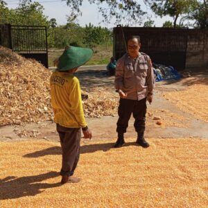 Polri Dukung Astacita, Polsek Semanding Polres Tuban Turun Cek Tanaman jagung milik Warga di Desa Prunggahan wetan