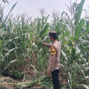 Polsek Singgahan Polres Tuban Turun Cek Tanaman jagung Warga di Desa Mulyorejo