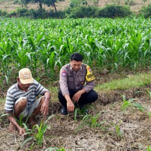 Polri Dukung Astacita, Polsek Grabagan Polres Tuban Turun Cek Tanaman jagung milik Warga di Desa Grabagan
