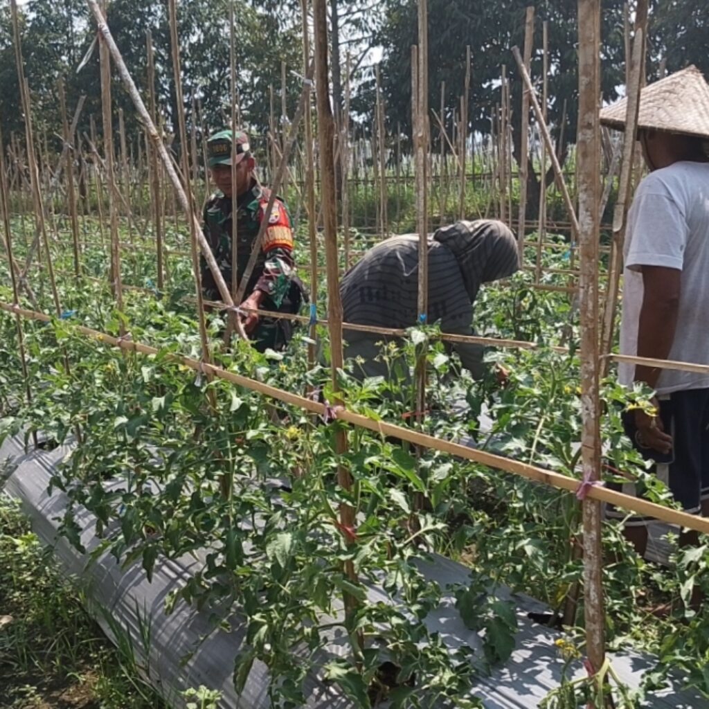 Pendampingan Babinsa Koramil 1606/Lingsar Dorong Hasil Panen Tomat Berkualitas, Perkuat Rantai Pasok Pangan Desa