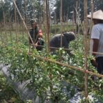 Pendampingan Babinsa Koramil 1606/Lingsar Dorong Hasil Panen Tomat Berkualitas, Perkuat Rantai Pasok Pangan Desa
