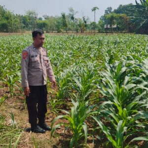 Polri Dukung Astacita, Polsek Merakurak Polres Tuban Turun Cek Tanaman Jagung Warga di Desa Tahulu