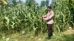 Polri Dukung Astacita, Polsek Jenu Polres Tuban jagung milik Warga di Desa Socorejo