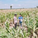 Polsek Tambakboyo Polres Tuban Turun Cek Tanaman jagung Warga di Desa Ngulahan