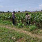 Dalam rangka Polri Dukung Program Astacita, Petugas Polmas Polsek Parengan Polres Tuban sambang lokasi tanaman jagung di Desa Parangbatu Kec. Parengan
