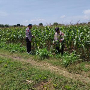 Dalam rangka Polri Dukung Program Astacita, Petugas Polmas Polsek Parengan Polres Tuban sambang lokasi tanaman jagung di Desa Parangbatu Kec. Parengan