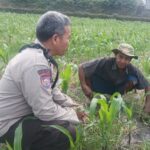 Bhabinkamtibmas Sandik Kawal Ketahanan Pangan Lewat Sektor Jagung