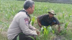 Kunci Sukses Panen Jagung, Babinkamtibmas Sandik Beri Edukasi Petani
