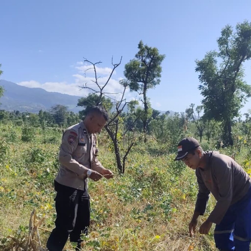 Dukung Swasembada Pangan Bhabinkamtibmas Desa Perigi Monitoring Panen Kacang Panjang