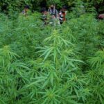 Polres Loteng Ungkap Peredaran Narkotika Golongan 1 Tanaman Jenis Ganja