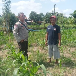 Dukung Swasembada Pangan, Polsek Batulayar Dampingi Petani Lokal Manfaatkan Lahan Kosong