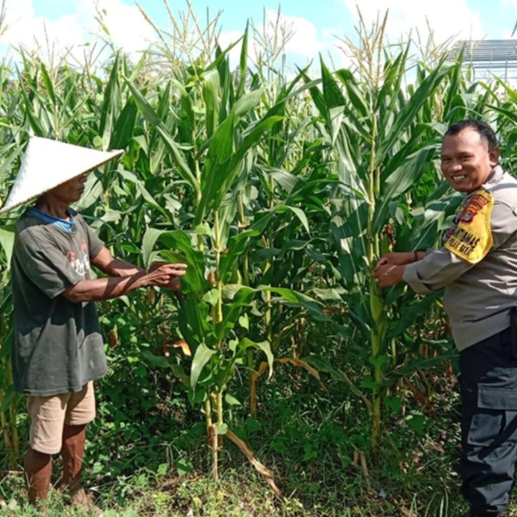 Strategi Polsek Labuapi Turun ke Sawah, Jaga Ketahanan Pangan Lewat Perawatan Jagung di Bagik Polak