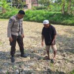Bhabinkamtibmas Desa Embung Kandong Cek Perkembangan Tanaman Jagung Milik Warga di Dusun Tinggi