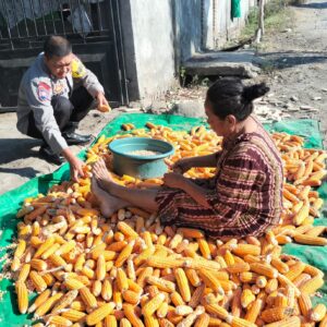 Dukung Program Ketahanan Pangan Bhabinkamtibmas Desa Bagik Papan Cek Hasil Panen Jagung