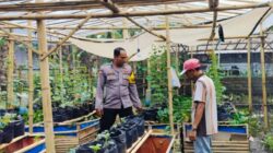 Sinergi Polsek Labuapi dan Warga Bajur Perkuat Pangan Lokal