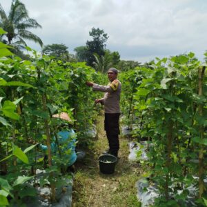 Bhabinkamtibmas Desa Lendang Nangka Utara Cek Lahan Pekarangan Pangan Bergizi