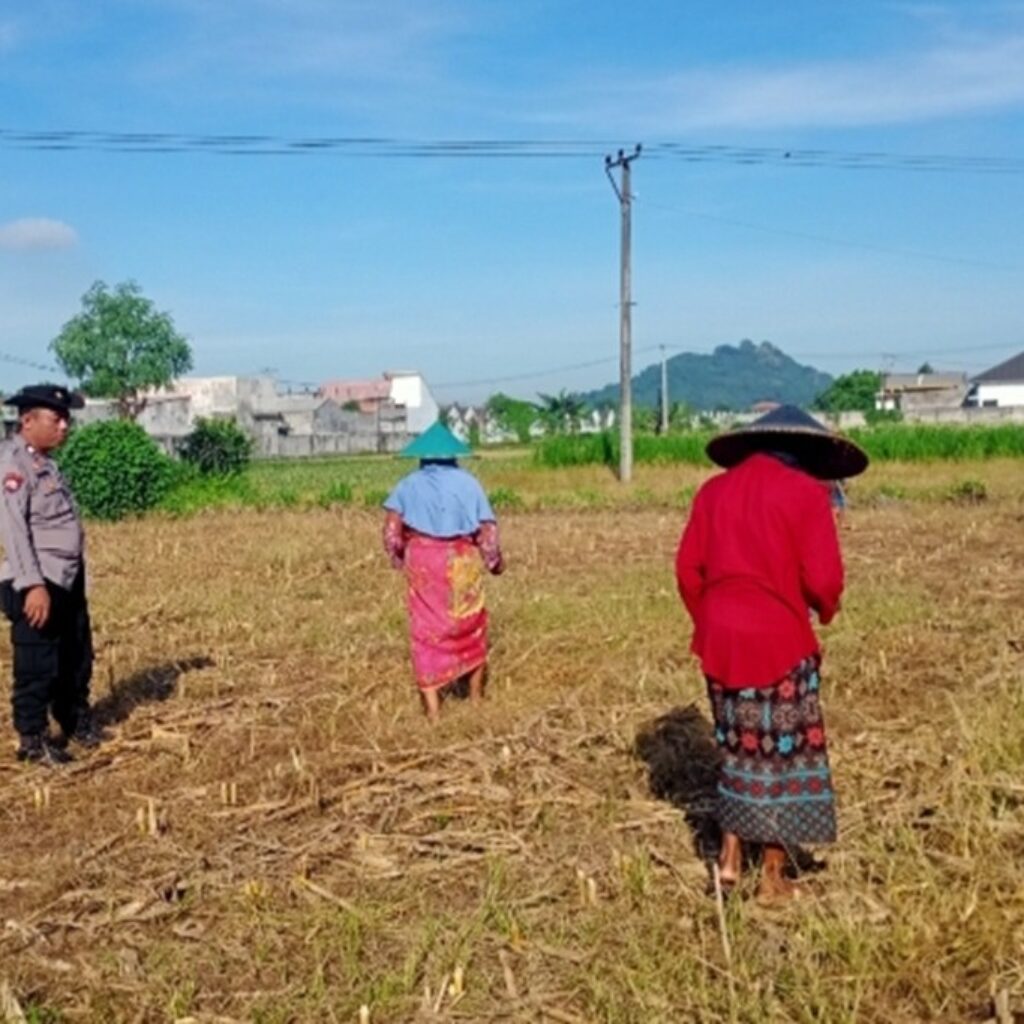 Polsek Labuapi Dampingi Petani Karang Bongkot Dorong Swasembada Pangan