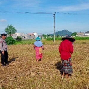 Polsek Labuapi Dampingi Petani Karang Bongkot Dorong Swasembada Pangan