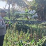 Polsek Labuapi Dampingi Petani Jagung Karang Bongkot