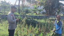 Bhabinkamtibmas Labuapi Edukasi Petani Jagung Antisipasi Hama