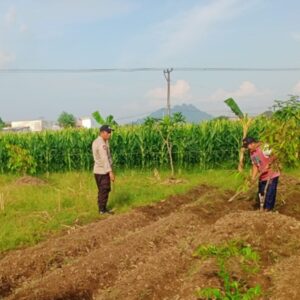 Dukung Ketahanan Pangan, Polsek Labuapi Turun Langsung Dampingi Petani di Lombok Barat