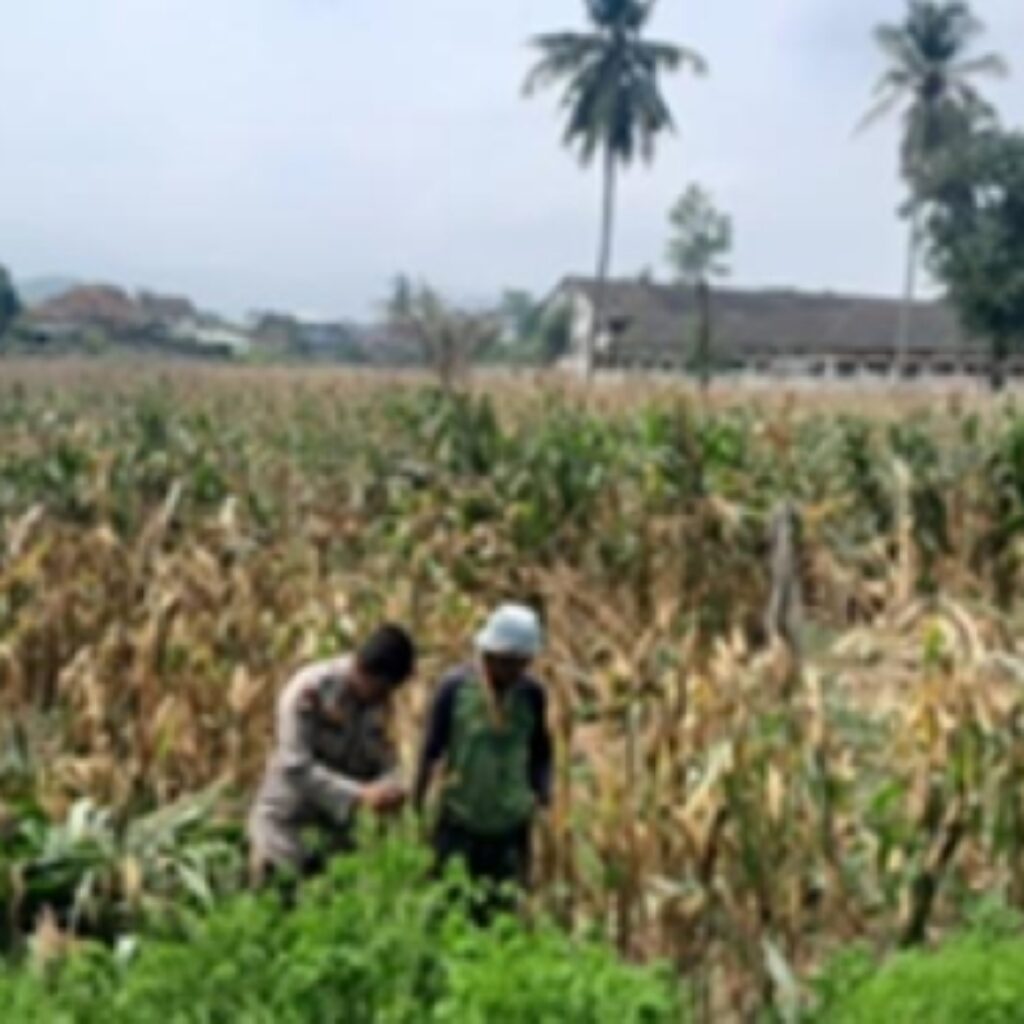 Bhabinkamtibmas Gerung Kawal Ketahanan Pangan di Desa Taman Ayu