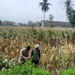 Bhabinkamtibmas Gerung Kawal Ketahanan Pangan di Desa Taman Ayu
