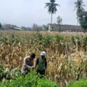 Bhabinkamtibmas Gerung Kawal Ketahanan Pangan di Desa Taman Ayu
