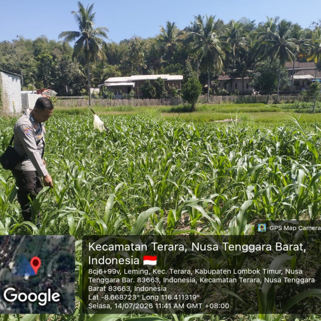 Bhabinkamtibmas Desa Leming Cek Lahan Jagung Milik Warga di Dusun Karmela Selatan