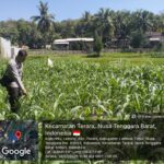 Bhabinkamtibmas Desa Leming Cek Lahan Jagung Milik Warga di Dusun Karmela Selatan