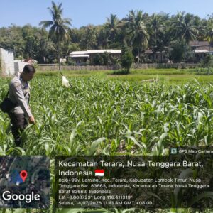 Bhabinkamtibmas Desa Leming Cek Lahan Jagung Milik Warga di Dusun Karmela Selatan