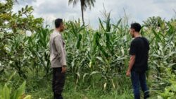 Strategi Bhabinkamtibmas Labuapi Jaga Ketahanan Pangan Lewat Sektor Jagung